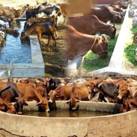 feeding-cows_large